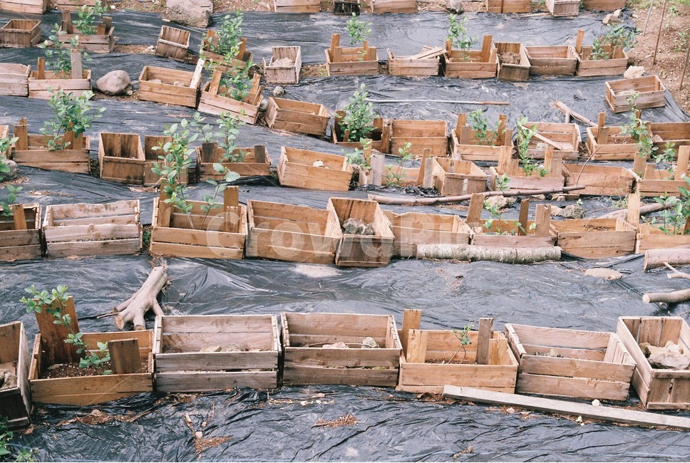 화분,궤쩍,식물,밭,규칙,나무,산업,industry,industrial,농업,농사,agriculture,farming,farming industry