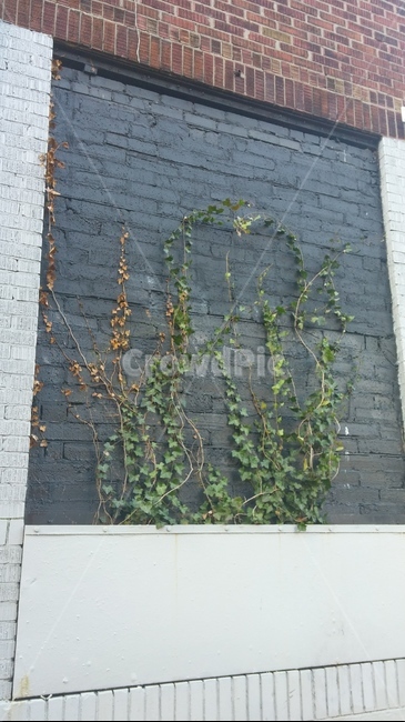 덩굴,exterior,exteriordesign,가게디자인,벽,식물