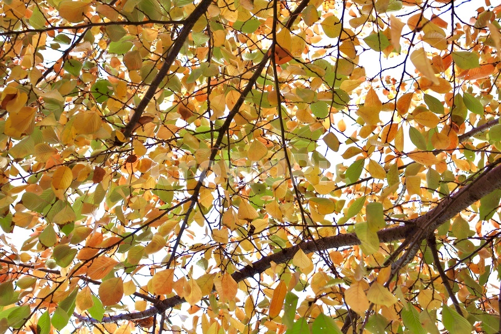 가을,낙옆,자연,leaf,잎,plant,식물,tree,나무