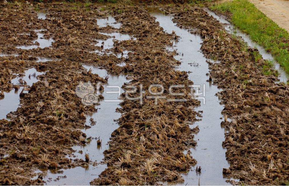 soil,토양,outdoors,옥외,논
