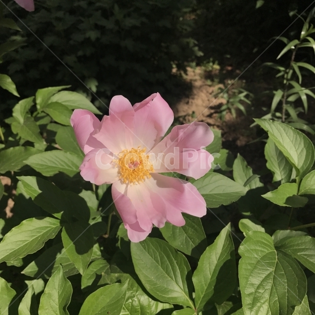작약,적작약,분홍작약,함박꽃,함박초,Chinesepeony,작약과,여러해살이풀,PaeonialactifloraPall,약재,약용,화단용,절화용,꽃,분홍꽃,Flower,식물,자연,plants,nature,꽃,flower