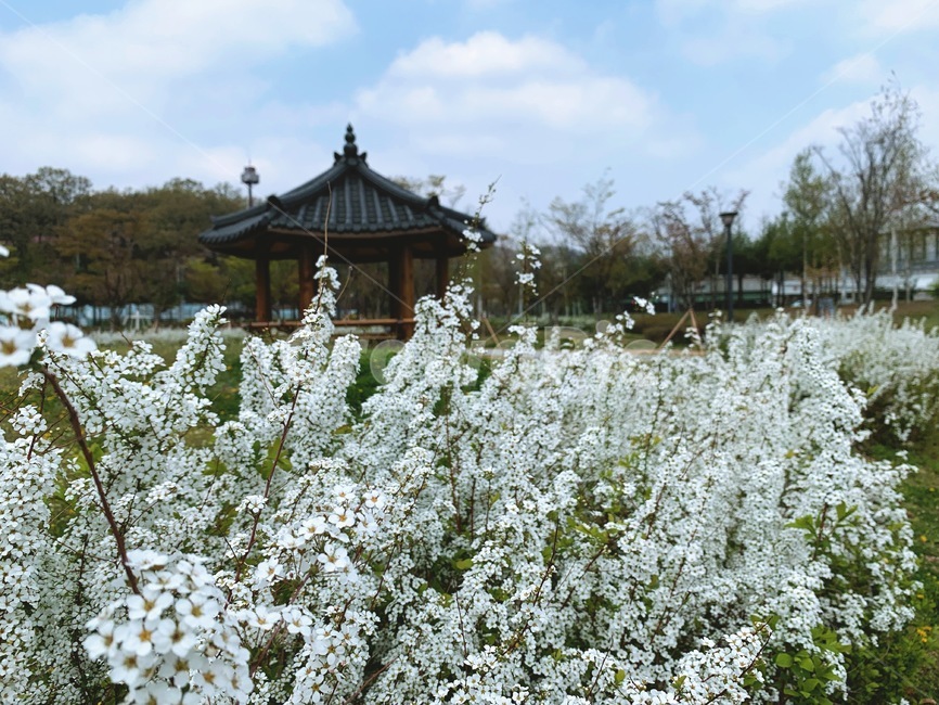 설유화,봄,꽃,정자,나들이,산책,따스함,spring,flower,sky,cloud,구름,하늘,맑은하늘,설레임,설렘,봄이오는소리,향기,꽃향기,전통적인,traditional,conventional,야외,outdoors