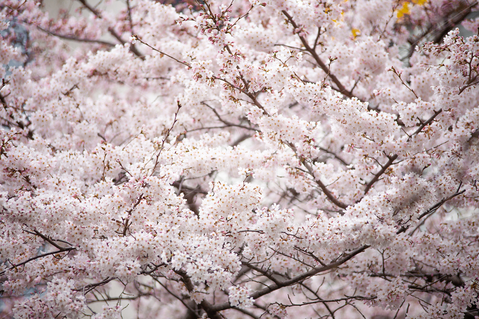 벚나무,분홍색,핑크,개화,만개,벚꽃축제,계절,springseason,자연,plants,natureflower,plantblossomcherry,blossom,벚꽃,봄,봄꽃,꽃,아름다운,식물,체리블라썸,사쿠라꽃잎,나무,나뭇가지,봄,계절,spring,season