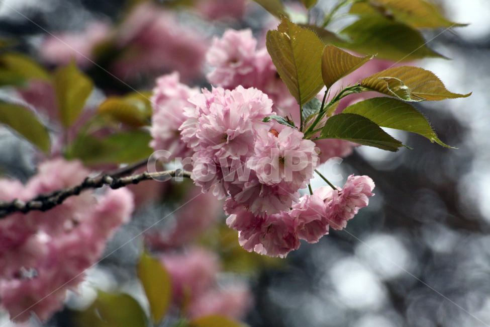 겹벚꽃,봄꽃,봄,식물,flower,꽃,blossom,plant,나무,식물,자연,plants,nature,꽃,flower