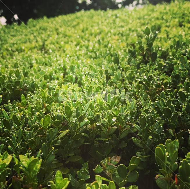 이슬,나무,풀,비,새싹,아웃포커싱,감성,스냅,식물,자연,plants,nature