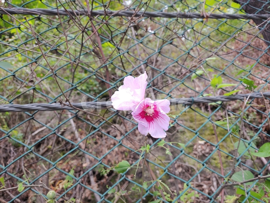 무궁화,도로,꽃,식물,flower,꽃,flower