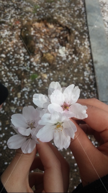 봄,벚꽃,꽃잎,따뜻함,spring,flower,cherryblossoms,꽃,flower,사람,인물,인간,human,person,신체일부,몸,body