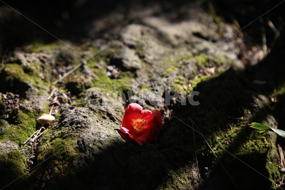 동백,동백꽃,빛,바위,볕,햇빛,봄,계절,spring,season,식물,자연,plants,nature,꽃,flower,휴식,힐링,rest,relaxation,healing,plant