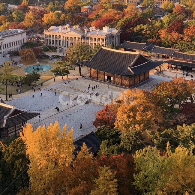 자연,가을,아날로그,감성,단풍,은행,식물,분위기,고즈넉함,가을,계절,fall,autumn,season,한국전통,한국문화,korean traditional,korean culture,랜드마크,landmark,tourist attraction,한국랜드마크,한국관광지,한국명소,korea landmark,korea tourist attraction,landscape,경치,nature,outdoors,옥외,scenery,풍경