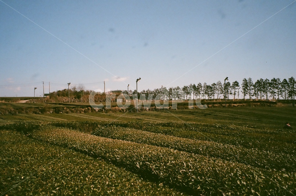 film,analog,필름,감성,녹차밭,녹차,green,산업,industry,industrial,농업,농사,agriculture,farming,farming industry