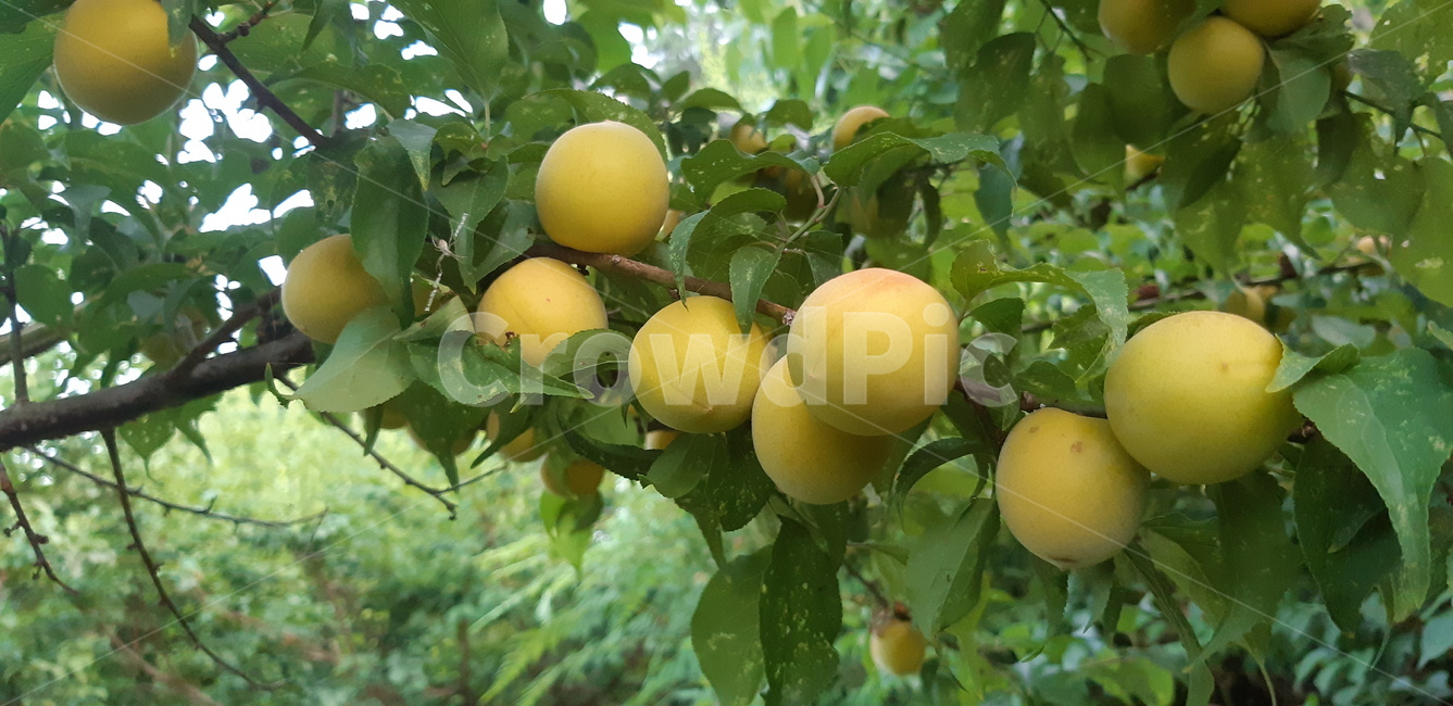 매실,황매실,천매,매실나무,노란색,과일,과일,열매,fruit,농업,농사,agriculture,farming,farming industry