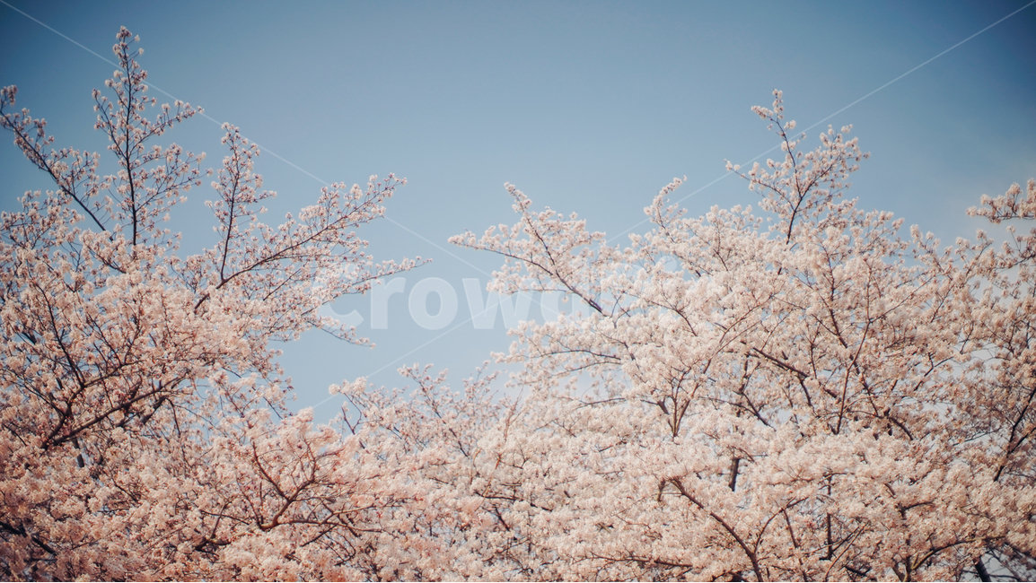 하늘,화창,봄,벚꽃,꽃,아련함,화창한,봄,계절,spring,season,자연,풍경,nature,landscape,plant,식물,blossom,flower