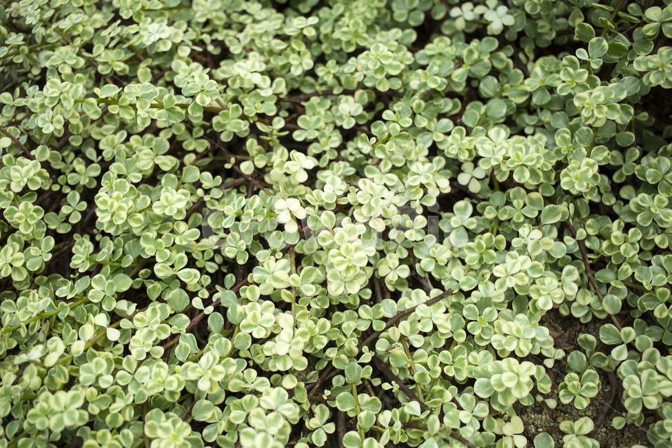 아악무,식물,자연,잎,plant,식물,자연,plants,nature