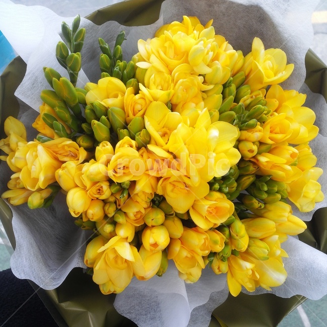 프레지아,프리지아,꽃,flower,꽃다발,노란색,yellow,봄,선물,졸업,전시회,식물,자연,plants,nature,꽃,flower,기념일,축하,anniversary,congratulation,celebrate,celebration