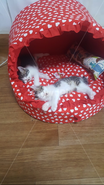 귀여운고양이,자는고양이,자는고양이,구여운새끼고양이,고양이잔다