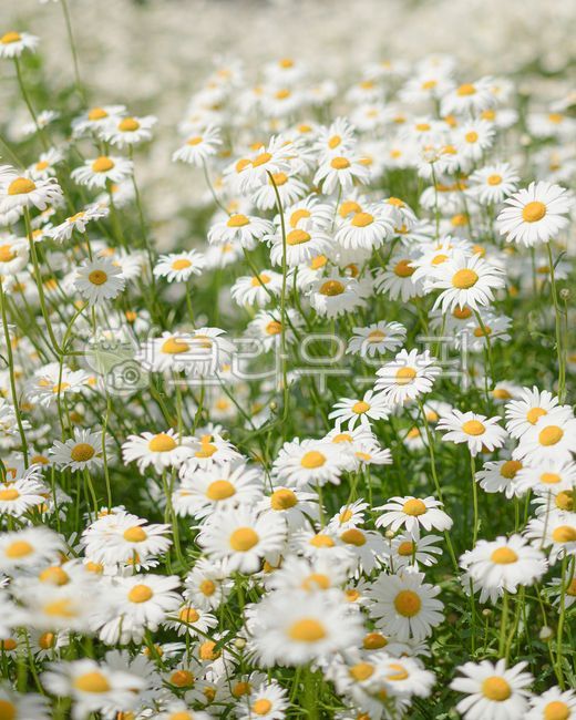 데이지,샤스타데이지,데이지꽃,꽃잎,봄꽃,daisy