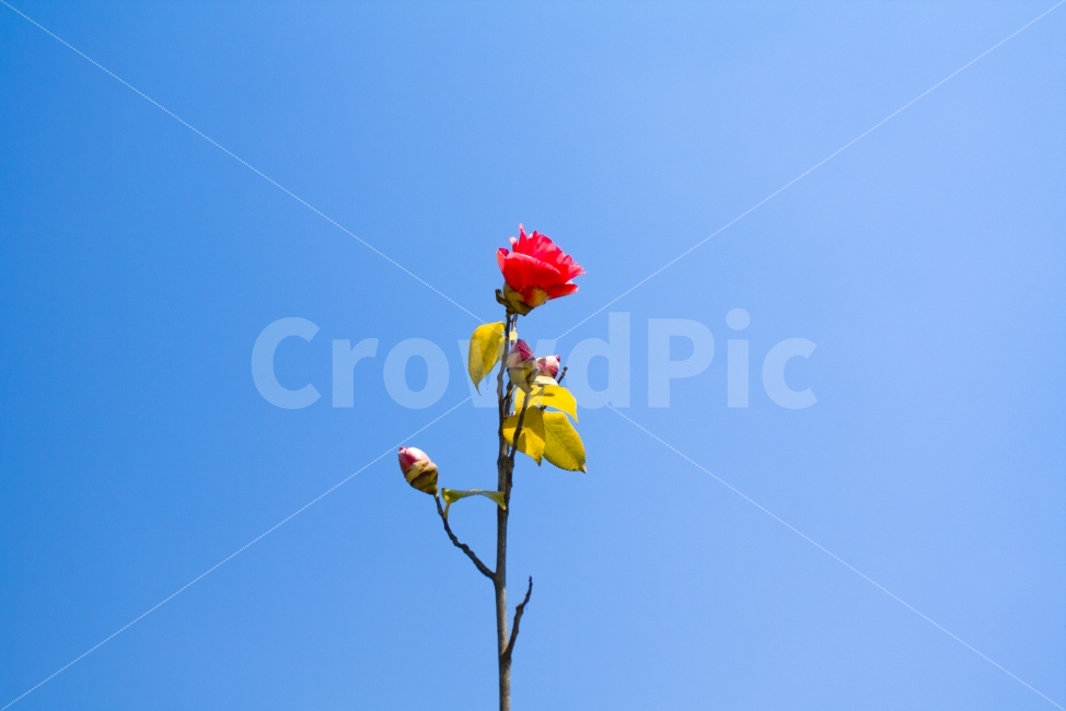 블루,장미,꽃송이,햇살,봄,식물,자연,plants,nature,꽃,flower