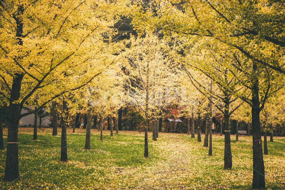tree,나무,plant,maple,단풍,가을,계절,fall,autumn,season,자연,풍경,nature,landscape,식물