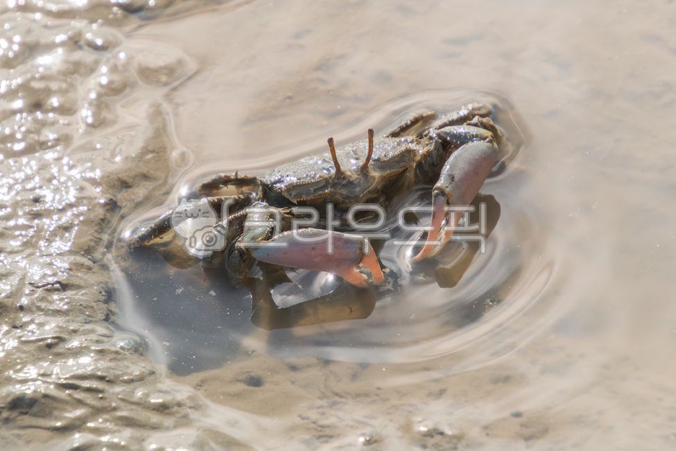 게,칠게,갑각류,어류,갯벌,물,진흙,머드,바다,해양동물,야외,실외,집게발,생태,야생