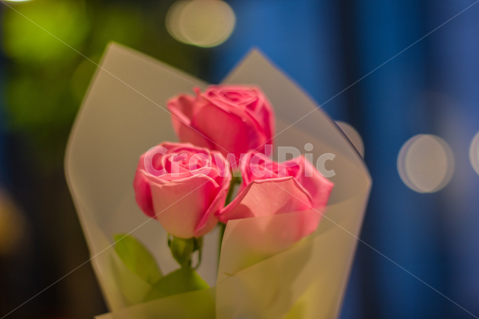 plant,식물,flower,꽃,blossom,rose,장미,happy,love,꽃다발,꽃송이,세송이,분홍,pink,beautiful,꽃,flower,기념일,축하,anniversary,congratulation,celebrate,celebration