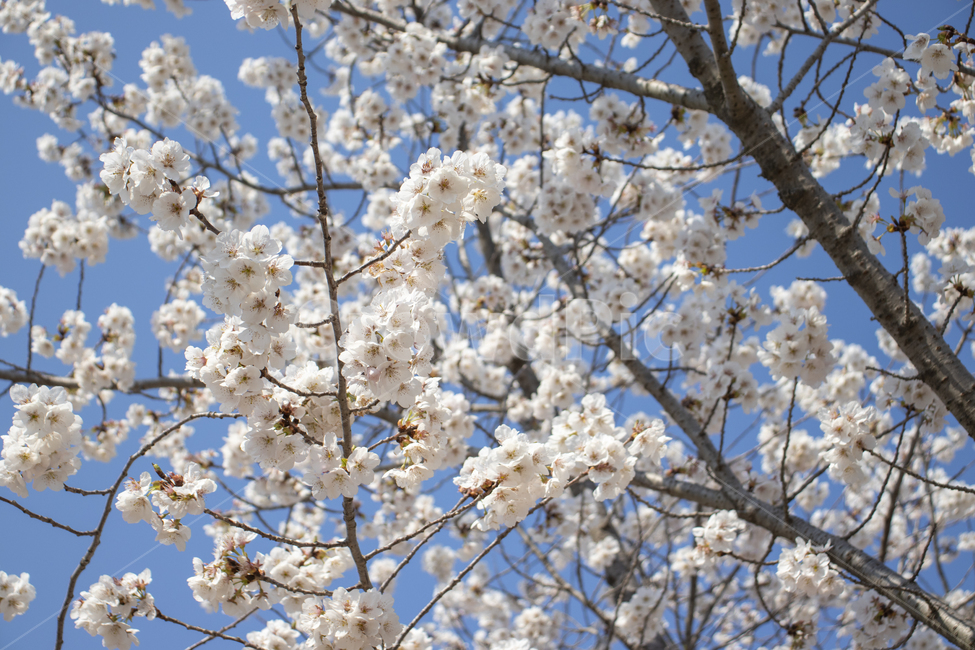 벚꽃,봄,야외,나무,꽃,핑크,분홍,계절,자연,식물,spring,season,plants,nature,flower,blossom,cherry