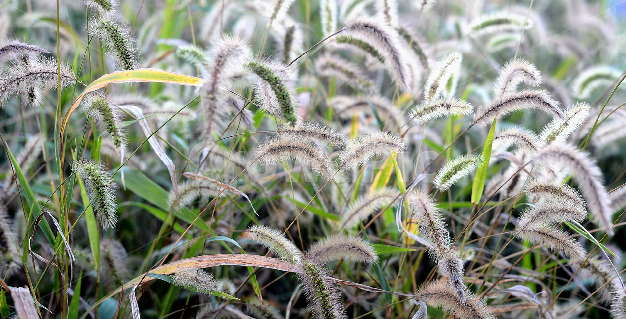 강아지풀,들판,식물,자연,산들바람,식물,자연,plants,nature