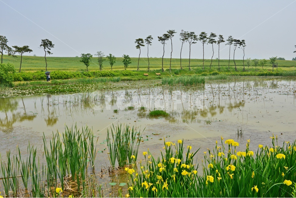 field,들,grassland,목초지,nature,자연,outdoors,옥외,water,물,전북,고창,학원농장,연못,소나무,수선화,붓꽃,꽃,봄꽃,봄,계절,반영