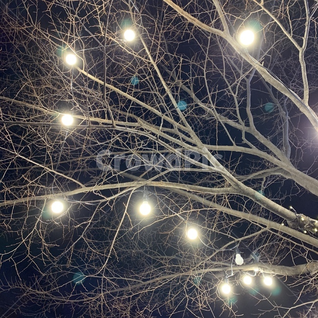 light,lighting,빛,조명,트리