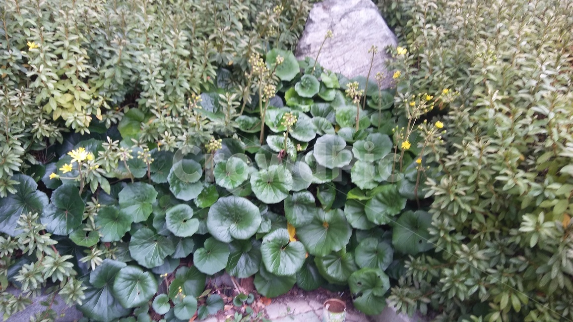 수풀,초록,바위,자연,가을,식물,자연,plants,nature