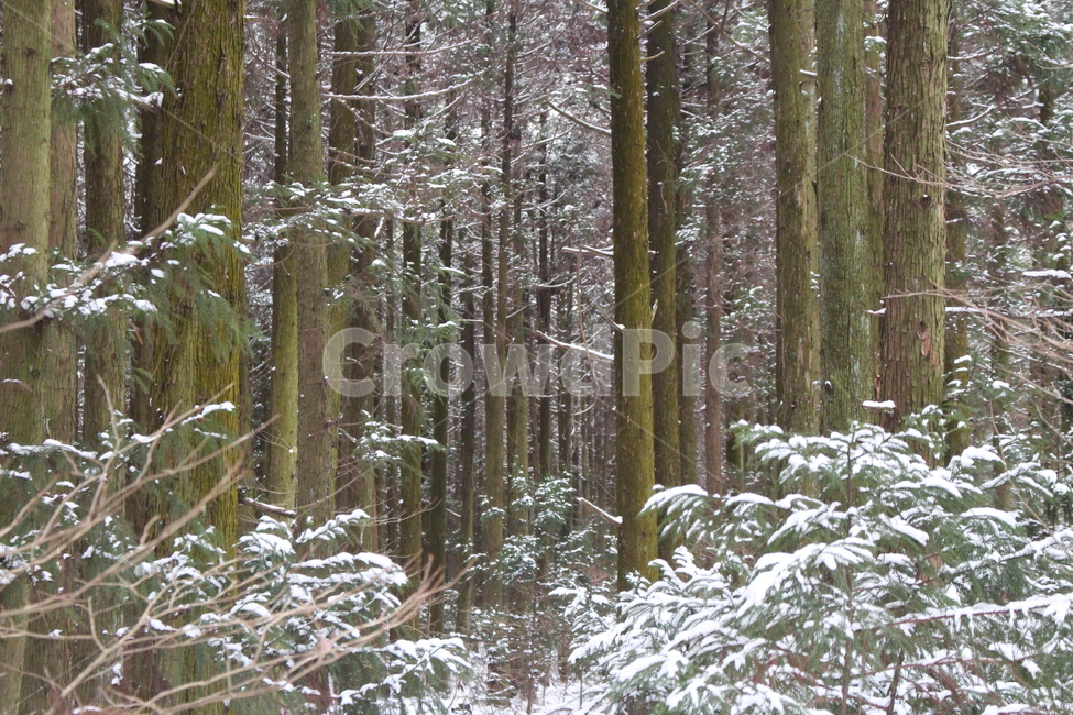겨울,숲,눈,눈쌓인나무,초록,흰색,겨울,계절,winter,season,자연,풍경,nature,landscape,tree,나무,plant,식물,vegetation,초목,outdoors,옥외,forest,woodland,삼림지,land,땅,grove,작은 숲