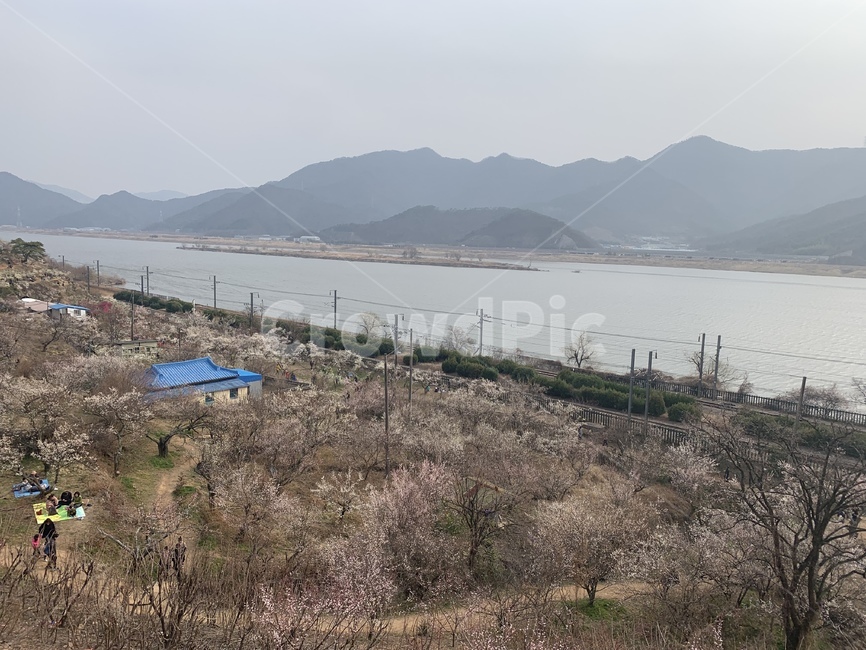원동,매화마을,매화마을축제,원동매화마을축제,기차길