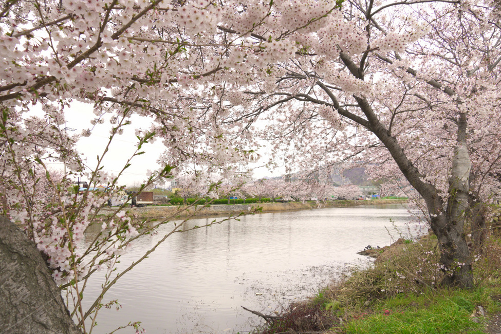 plant,flower,blossom,꽃,벚꽃