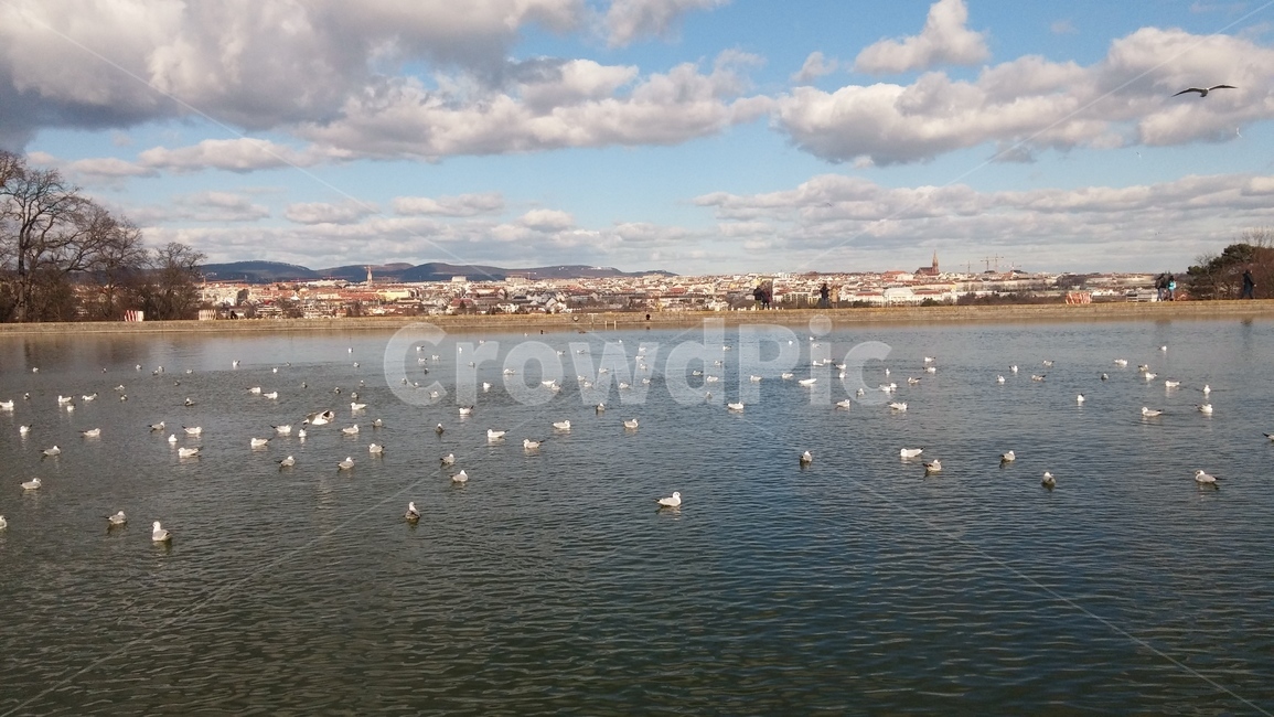 nature,자연,구름,sky,하늘,bird,새,해외,외국,세계,foreign,oversea,world