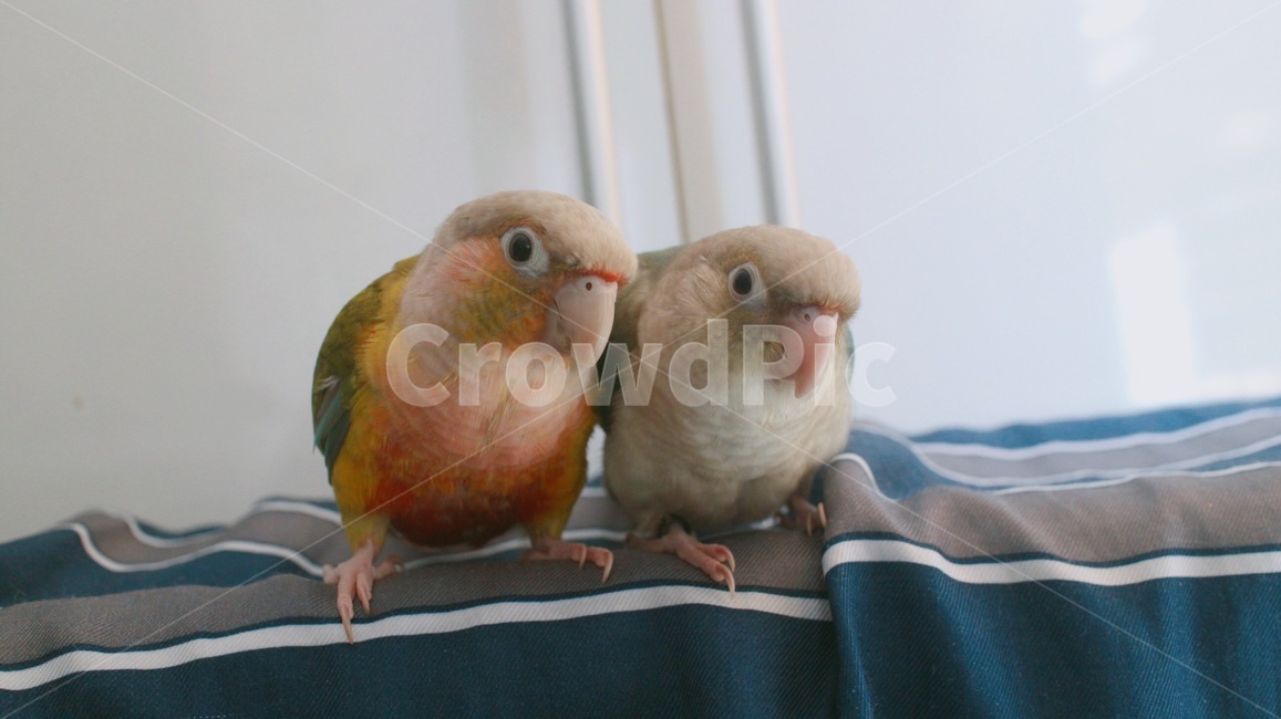 반려동물,애완동물,앵무새,새,동물,코뉴어,parrot,bird,animal