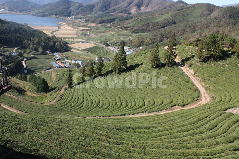 여행,국내,보성,녹차밭,자연,배경,풍경,자연,풍경,nature,landscape,한국자연풍경,한국자연경관,korea nature landscape,시골,마을,country,rural,town,outdoors,옥외