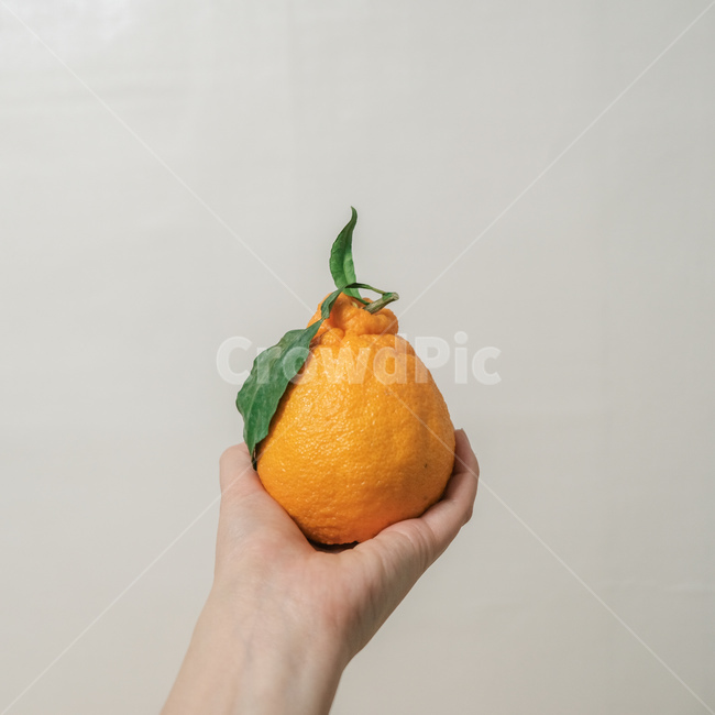 과일,한라봉,제주과일,감성사진,상큼,음식,식재료,요리,food,cook,meal,dishes,food reserves,과일,열매,fruit