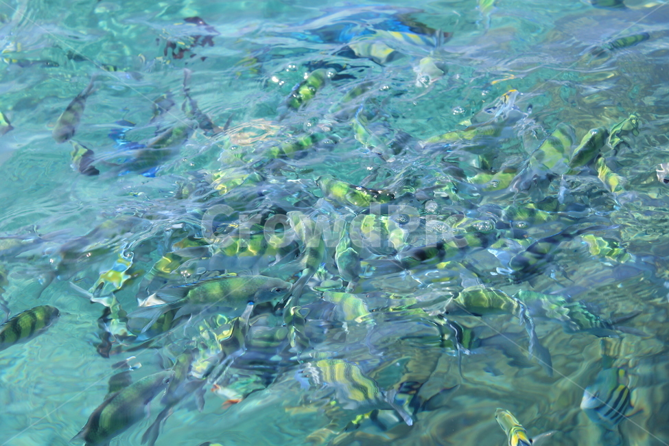 바다,대양,물고기,열대어,sea,ocean,fish,tropical,tropicalfish,물,nature,자연,water,aquatic,물의,동물,animal,어류,물고기,fish