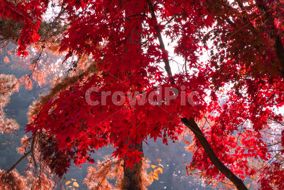 가을,배경,가을느낌,자연,가을배경,plant,식물,leaf,잎,나무,tree,maple,단풍,가을,계절,fall,autumn,season,식물,자연,plants,nature