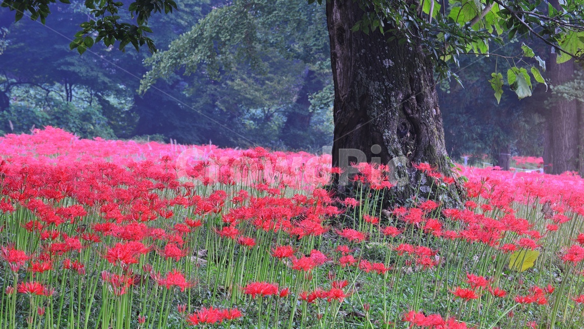 outdoors,옥외,leaf,잎,tree,나무,treetrunk,나무줄기,plant,식물,flower,blossom,꽃,고창,선운사,상사화,꽃무릇,만개,아침