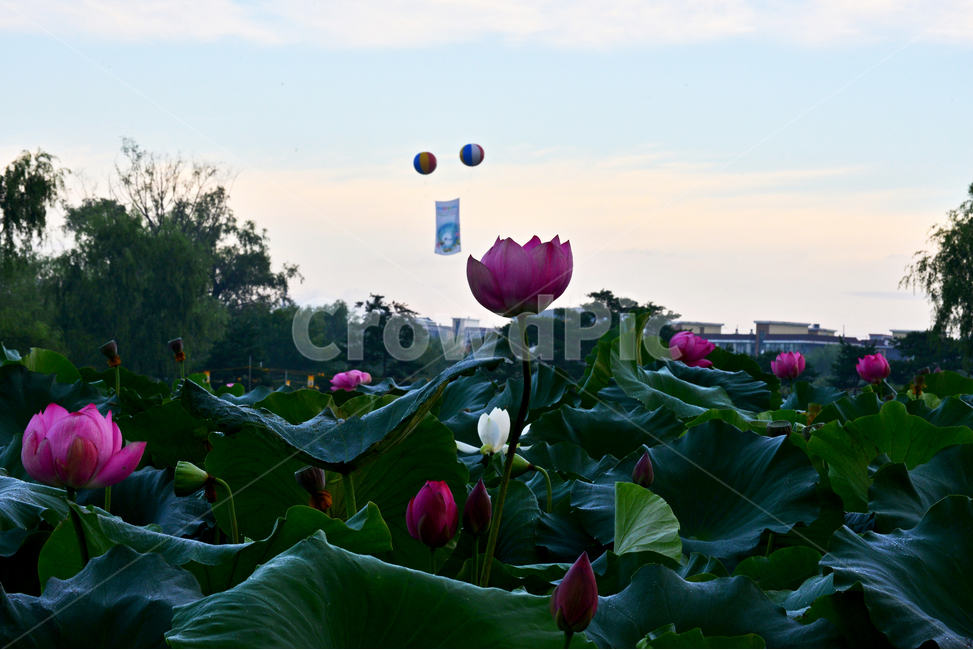 plant,식물,flower,blossom,꽃,충남,부여,궁남지,water,물,outdoors,옥외,nature,자연,하늘,구름,연꽃,홍연,에드벌른