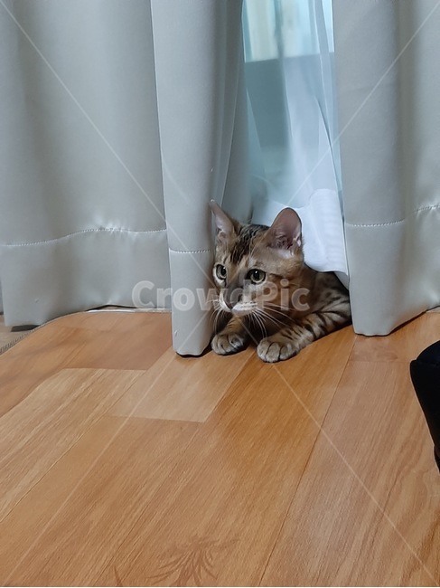 고양이,뱅갈고양이,동물,반려동물,집사