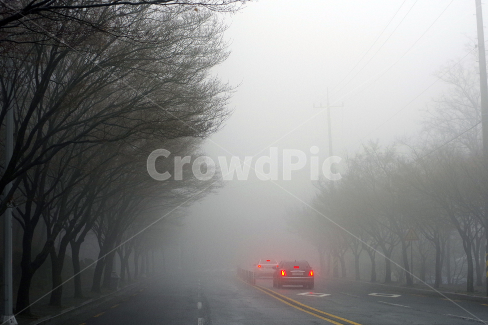 안개,fog,숲길,안개이미지,foggy,교통,교통수단,traffic,transportation