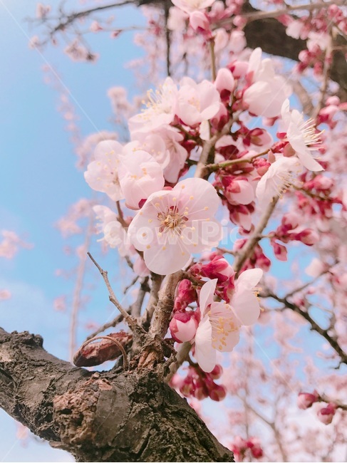 분홍꽃,벚꽃,꽃,봄,이쁜꽃
