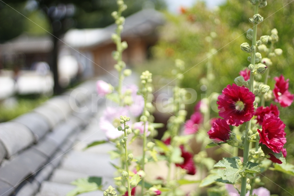 고궁,한옥,한국,전통,기와,하늘,구름,자연,광화문,경복궁,경회루,조선,관광,여행,꽃,봄,여름,장미,식물,담장,식물,자연,plants,nature,꽃,flower