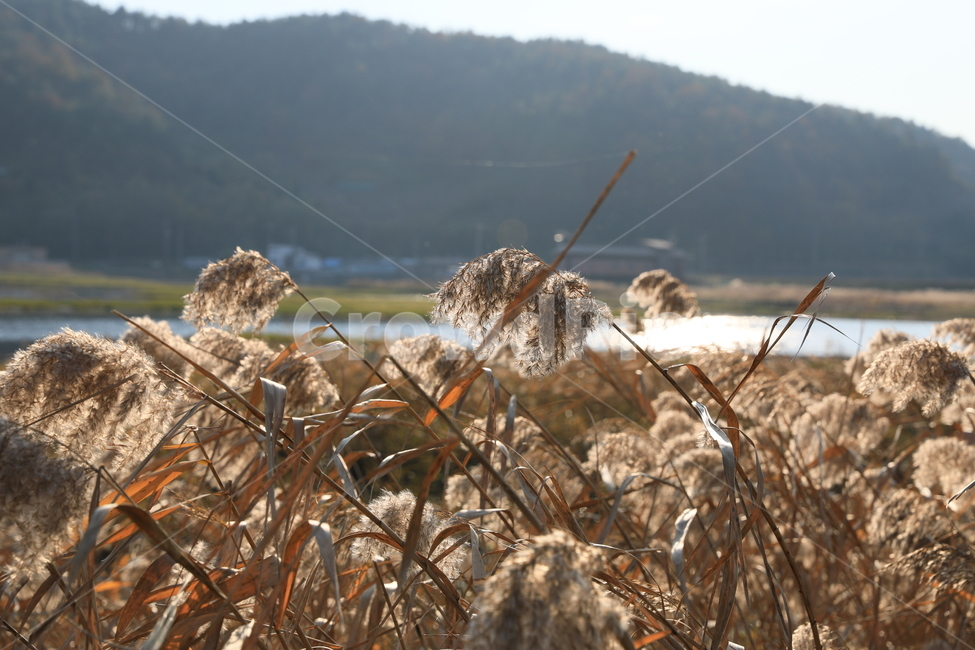 여수가사리,갈대,습지,가을,풍경,가을,계절,fall,autumn,season,식물,자연,plants,nature,grass,잔디,plant,lawn,reed