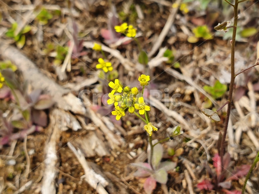 식물,풀,풀꽃,야생화,들꽃,봄꽃,꽃,냉이꽃,봄,식물,자연,plants,nature,꽃,flower