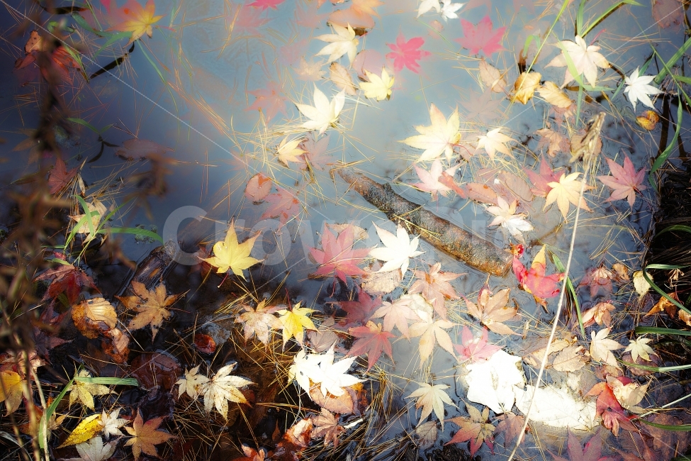 가가을,꽃,단풍,가을햇살,autumn,flower,가을,계절,fall,autumn,season,leaf,잎,plant,식물,tree,나무,maple