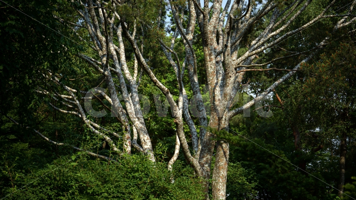 백송,소나무,산림,숲,공원,산책,자연,forest,tree,nature,풍경,landscape,plants,삼림,식물,식물,자연,plants,nature