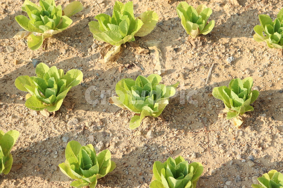 상추,농사,텃밭,수확,풀,신선한,싱싱한,맑은날,산업,industry,industrial,농업,농사,agriculture,farming,farming industry