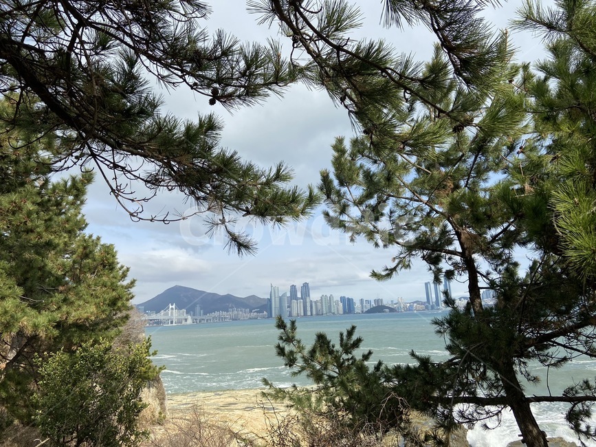 plant,식물,나무,바닷가,부산